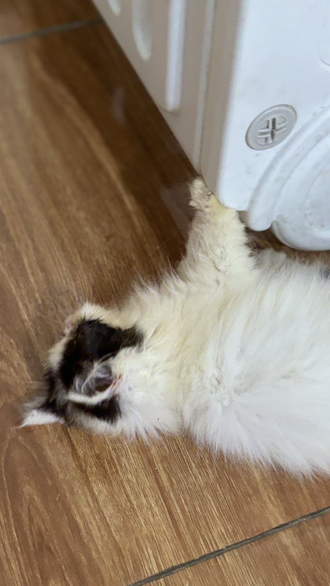 yaniazer's tweet photo. 🌸🌸Open adopt kucing Peaknose🌸🌸
📍 Cipayung-Jakarta Timur
🐈🐈‍⬛Ibu Exotic Peaknose x Bapak Peaknose🌸🌸

Cewek - cowok
Untuk mahar bisa DM ya

💸Bisa COD

#kucingpeaknose
#adoptkucingpeaknose
#adoptkitten
#adoptkucing https://t.co/mspgqSIVqi