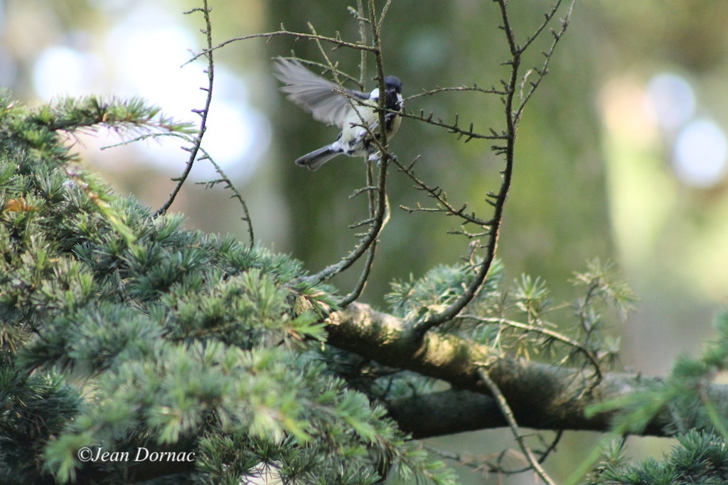 JeanDornac's tweet photo. Le furtif bonjour de cette mésange charbonnière au moment où je passais par là... #furtif #bonjour #mésange #charbonnière #2018 #parc #têteOr #Lyon #France https://t.co/iM2uq2lVyv
