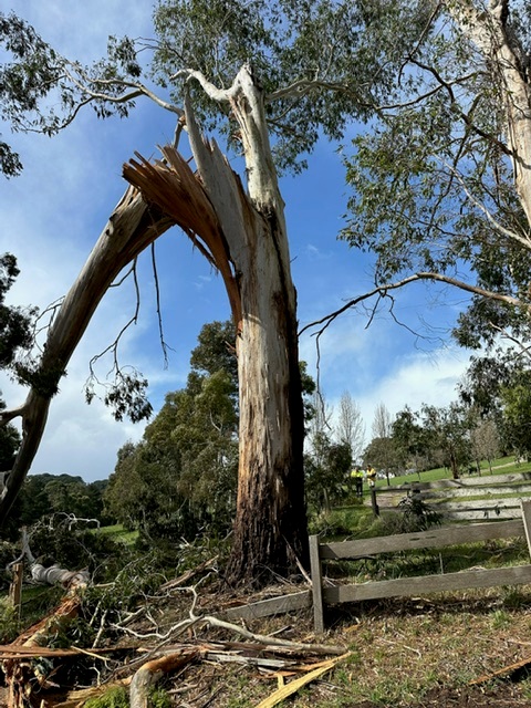 ⚠ Update on power outages across Melbourne’s south east and Mornington Peninsula ⚠ 
We have restored power to over 43,063 customers as crews continue repairing the power network that was extensively damaged during last night’s wild weather. 
Crews are responding to more than