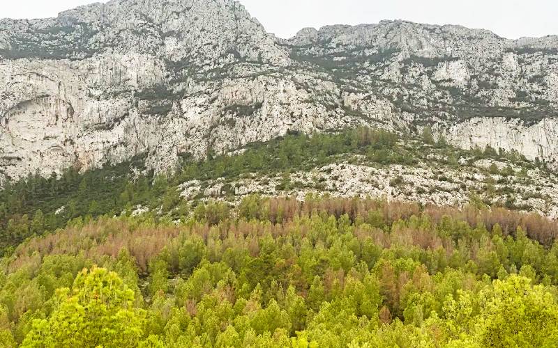 Natuurpark Montgó in de provincie Alicante sterft door aanhoudende droogte: Het Natuurpark Montgó in Alicante heeft het momenteel moeilijk door de aanhoudende droogte en de impact hiervan op het ecosysteem. De situatie is zorgwekkend, maar er is nog… dlvr.it/TChMFX