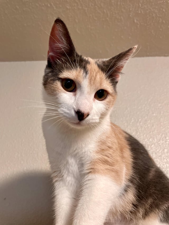 I'm usually terrible at taking shots but out of hundreds I've taken of my cats, I felt this one is one of the best. (Gracie) dlvr.it/TChLJL