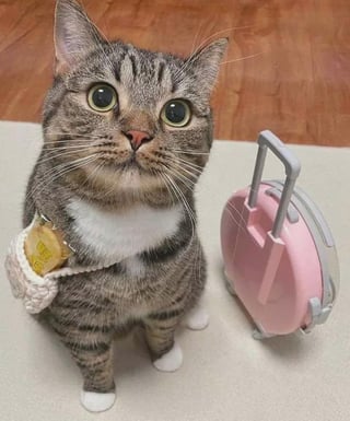 She is going somewhere with her luggage dlvr.it/TChLPH