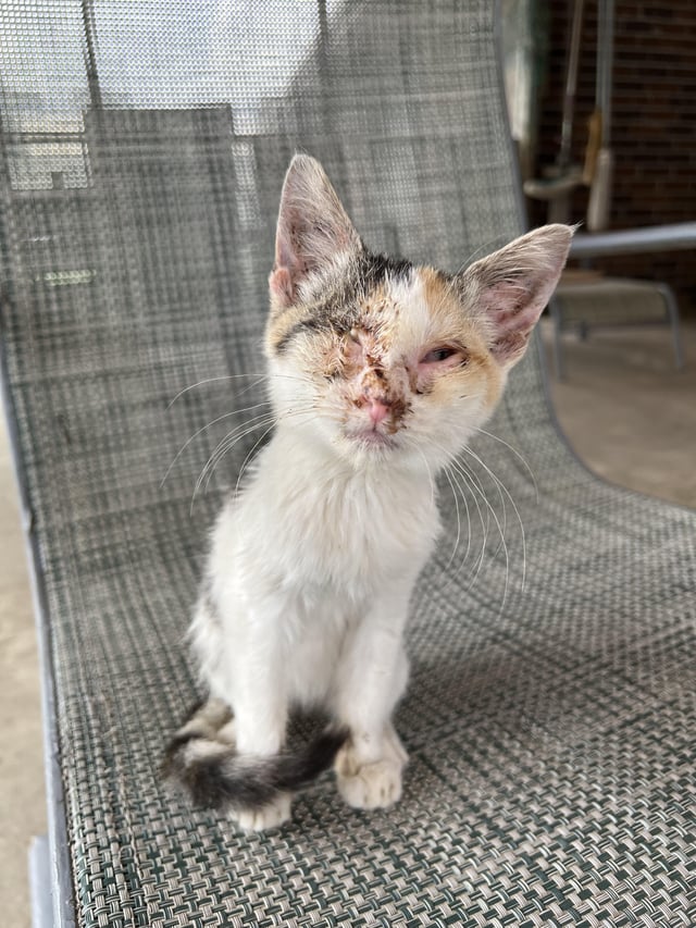 Found little buddy (can use advice) dlvr.it/TChLS2