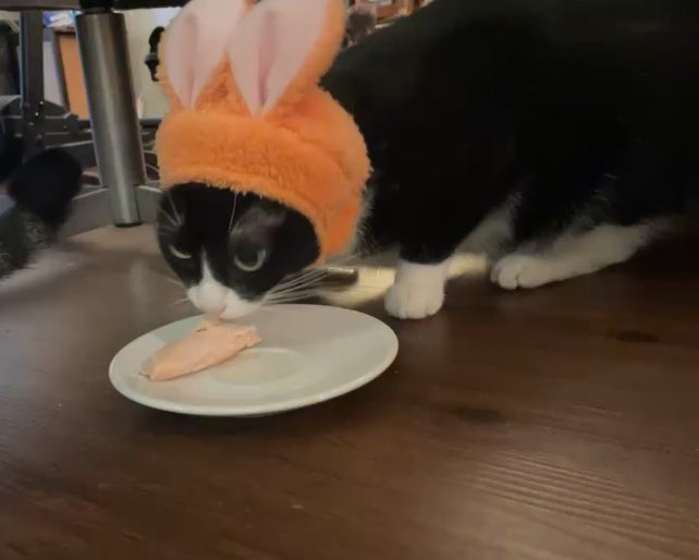 BasilTux's tweet image. HAPPEY BIRTHDAY TO ME BASILTUX !! Today I am Six year’s old ! We threw a party and I enjoyed many treats and costumes !!