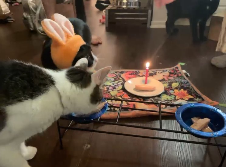 BasilTux's tweet image. HAPPEY BIRTHDAY TO ME BASILTUX !! Today I am Six year’s old ! We threw a party and I enjoyed many treats and costumes !!