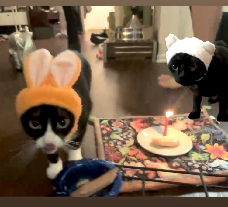 BasilTux's tweet image. HAPPEY BIRTHDAY TO ME BASILTUX !! Today I am Six year’s old ! We threw a party and I enjoyed many treats and costumes !!