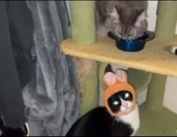 BasilTux's tweet image. HAPPEY BIRTHDAY TO ME BASILTUX !! Today I am Six year’s old ! We threw a party and I enjoyed many treats and costumes !!