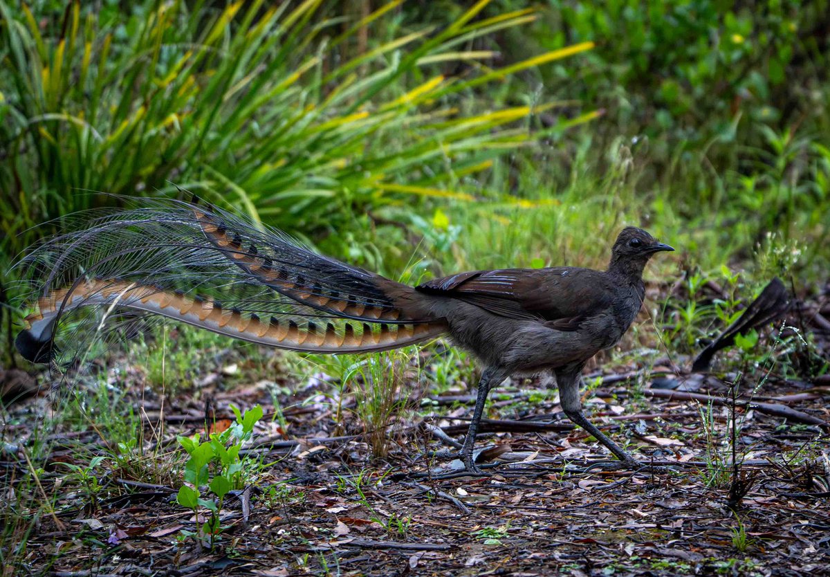 A couple brief record shorts of a superb lyrebird crossing the path