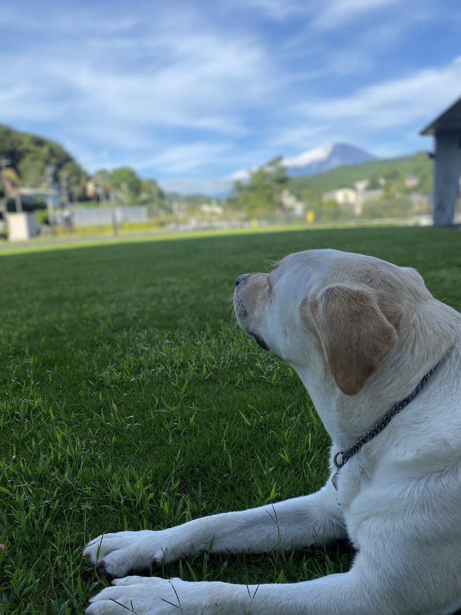 SweetFrankFC's tweet photo. おはよう😃
久々の晴れで、清々しい朝です
#ラブラドールレトリバー #犬のいる生活 https://t.co/qw4kLYNPAH