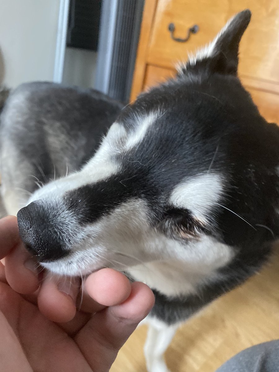 My heart is breaking for my little hero, Wonder. He’s fighting a tough battle and needs surgery to keep smiling. Please help if you can—every bit counts! #SaveWonder #HelpNeeded gofundme.com/f/save-wonder-…