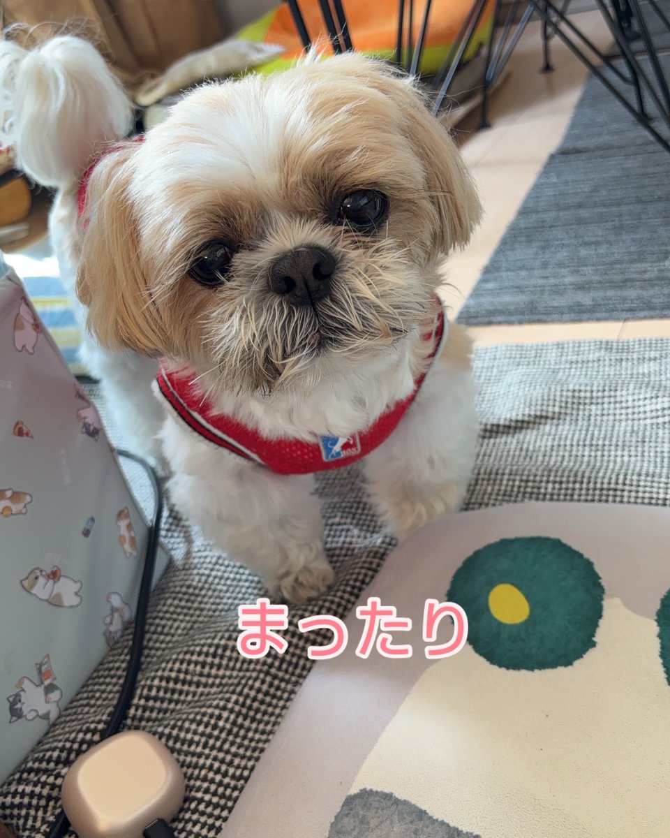 gorurasuku's tweet photo. まったりの午後🐶
#muffin
#シーズー https://t.co/qQyaN6s1Ah