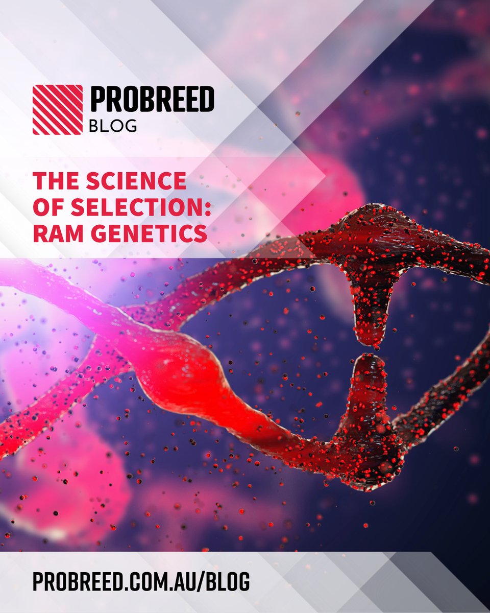 In the quest for excellence within the Australian Lamb Industry, the role of genetics cannot be overstated. Learn more at probreed.com.au/blog. Be sure to subscribe for news and updates direct to your inbox.