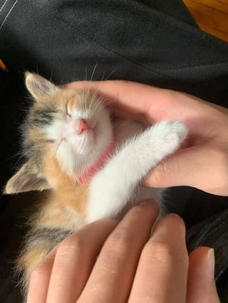 i will eat this baby dlvr.it/TCh49W