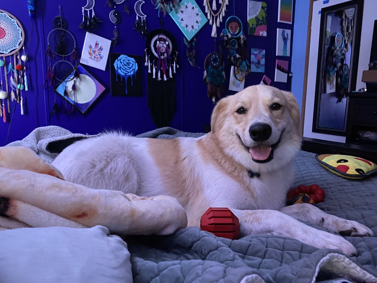 BlueBean_69's tweet image. LOOK AT THIS HAPPY LIL GUY

             1 like = 1 boop