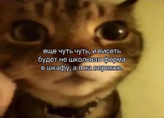 носок tweet media