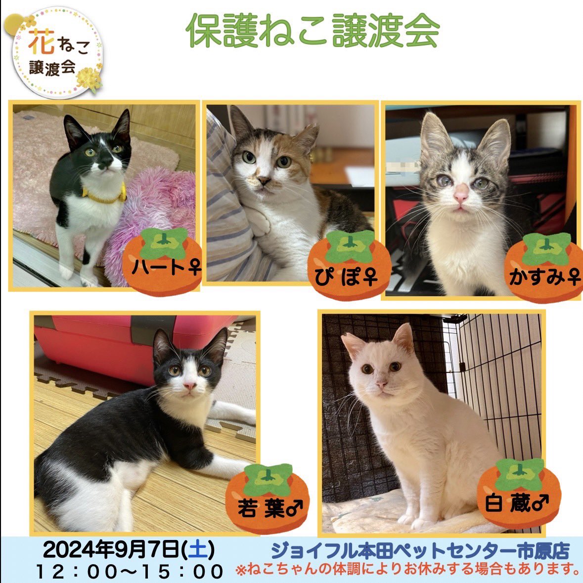 hananekochiba's tweet photo. 9月7日の参加猫さま①です

9月7日の花ねこ譲渡会は
ジョイフル本田ペットセンター市原店で開催されます

#ジョイフル本田 
#ジョイフル本田ペットセンター市原店 https://t.co/Z8WVdx4iH0