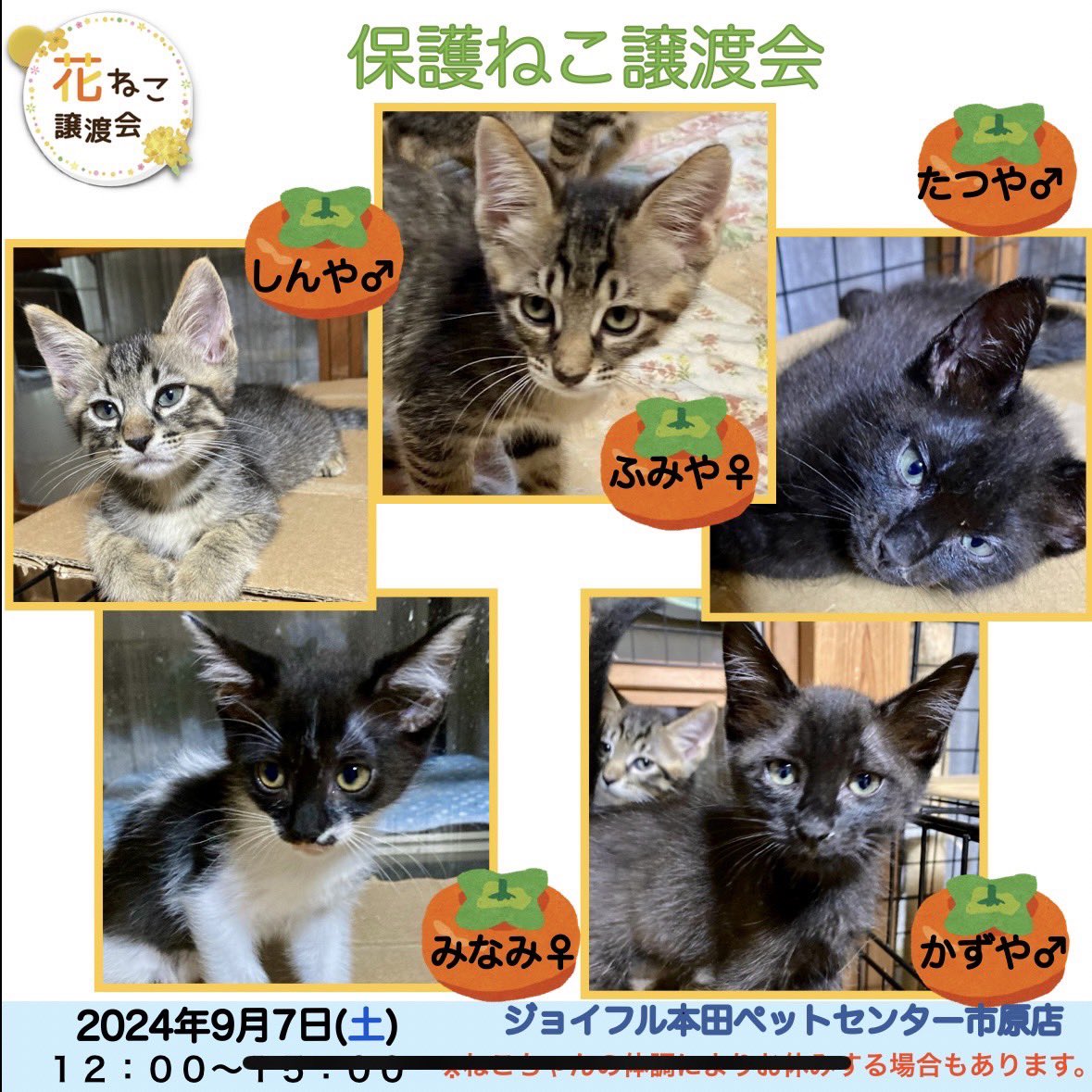 hananekochiba's tweet photo. 9月7日の参加猫さま②です

9月7日の花ねこ譲渡会は
ジョイフル本田ペットセンター市原店で開催されます

#ジョイフル本田 
#ジョイフル本田ペットセンター市原店 https://t.co/QlfRBYEmhI
