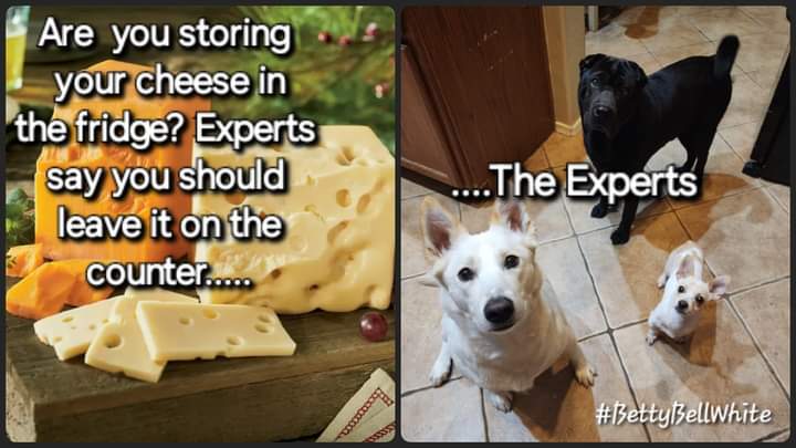 The__Oath's tweet photo. @fentasyl I am here to save everyone. There are plenty of cute dog memes and stuff over on my profile. Courtesy of my funny pack. #BettyBellWhite #PrincessPaisley #Parker #Ozwald https://t.co/tICEFDUlsO