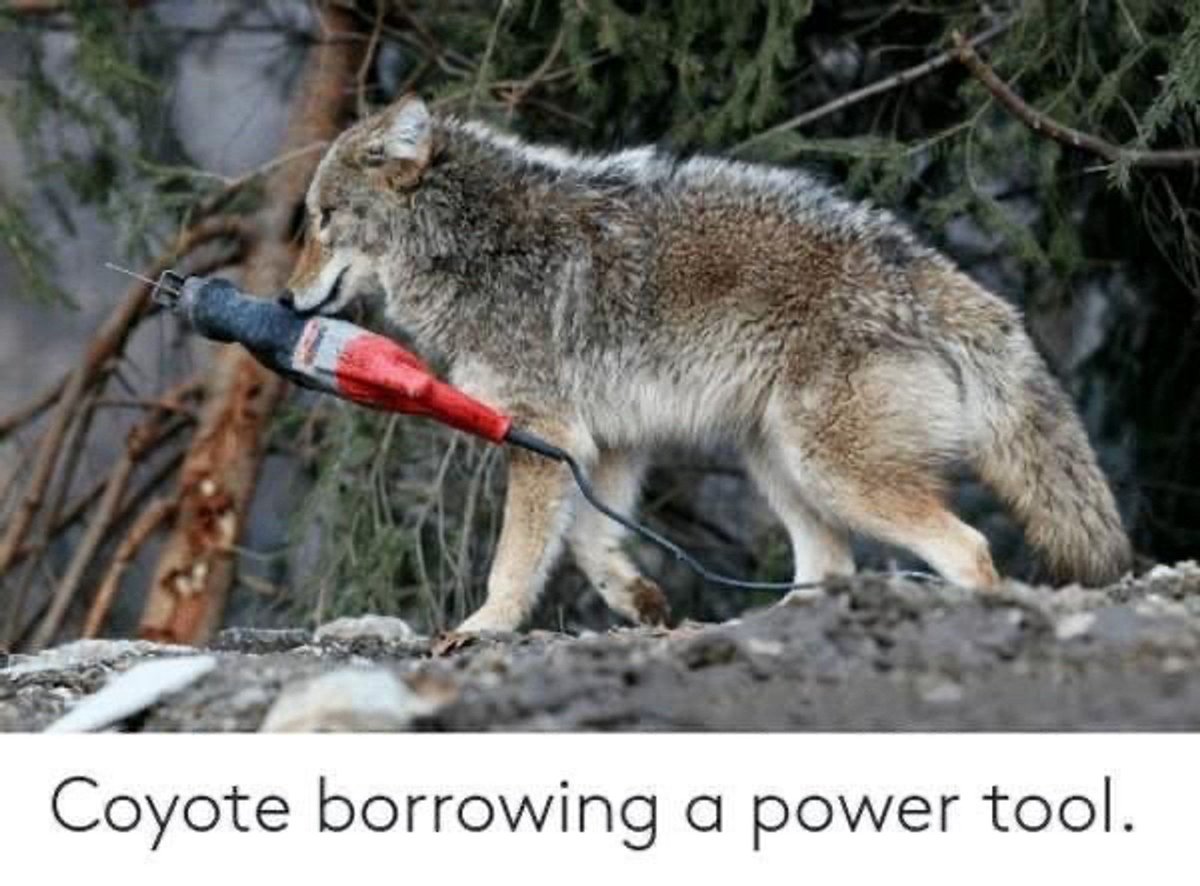 PawprintProto's tweet photo. "at pawb u can be a yote and use power tools" or somth idk https://t.co/MET2ilLDHT