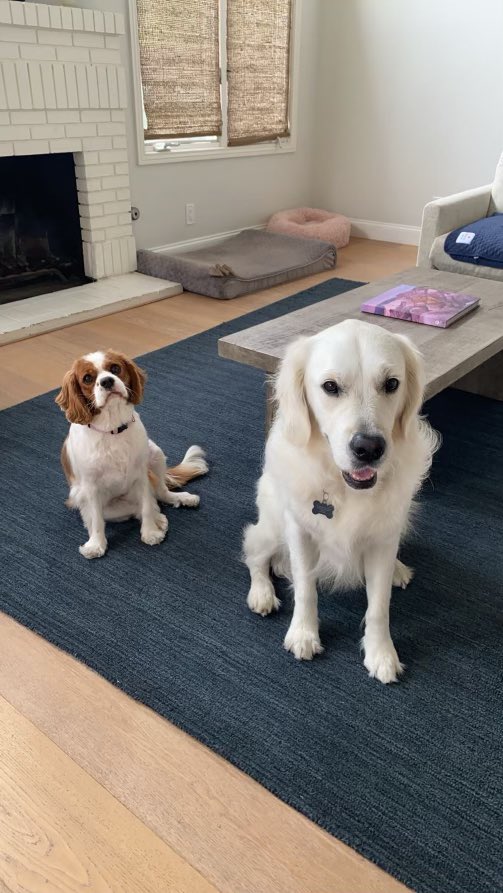 emgrillos's tweet photo. Chloe is visiting her cousin Lucy the next couple weeks - double trouble #emgtravelgirl https://t.co/esAY2uy7RW