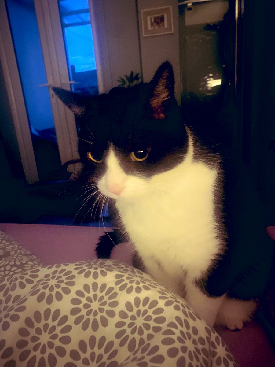 tweetspassionatelyintothevoid tweet media