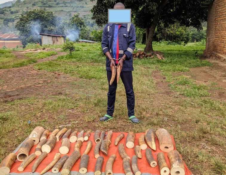 There's a startling trend in #ivorytrafficking in Rwanda🇷🇼.

For nearly a decade, no major ivory dealers have faced prosecution.

Only 50% of all arrest cases advance to prosecution mostly of locals too ignorant to run a transnational crime.

Here's how👉bit.ly/3AXLOTd