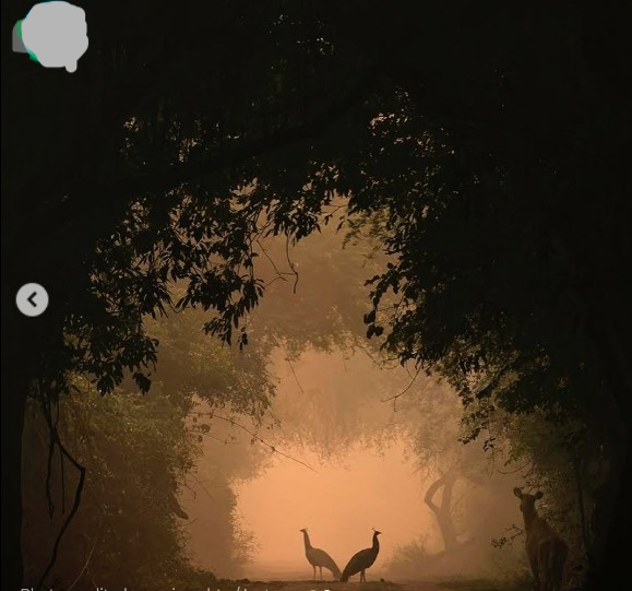 Divyanshu27k's tweet photo. A nine-year-old #Indian girl has been named the runner-up in the prestigious Wildlife Photographer of the Year competition, conducted by the Natural History Museum (NHM) in #London #InstaWithHT #IndiaNews #PhotographyIsArt #photographer #wildlife #ItsViral #WINNER #pictures https://t.co/Fn6couLHBB