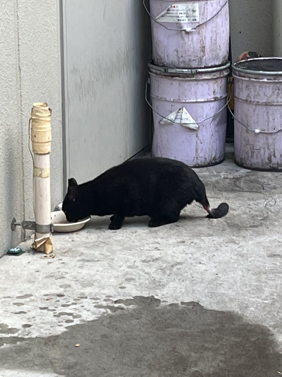 知り合いの方の地域猫ちゃんがこんな尻尾に今朝なっていたようです😭
食欲はありいつも通りの様子だだったようですが、原因はなんでしょうか…？喧嘩？事故？
似たような状況で病院に連れて行った方いますか😿？？#地域猫　#拡散希望