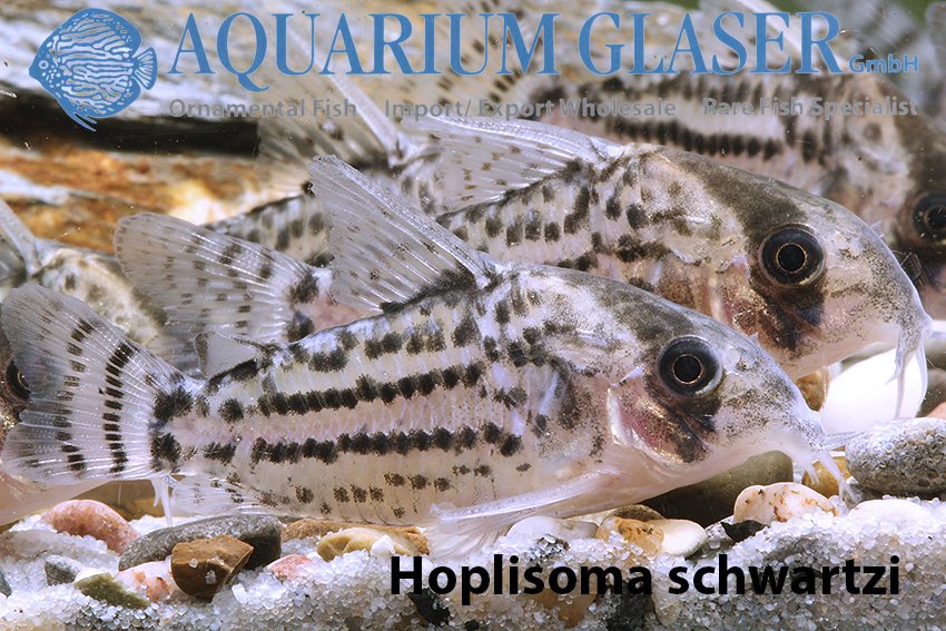 aquariumglaser's tweet photo. #Corydoras from #river #Purus (part 1 of2)
#Hoplisoma #schwartzi
Hoplisoma sp. ���Super Schwartzi #Hifin #CW28“
#Brochis sp. „Super Schwartzi Hifin #Longnose“ ( = Corydoras sp. „#labrina“ oder „#labrea“)
find more details and pics @ https://t.co/kgExUnuDLM https://t.co/Ir7I6PB75C