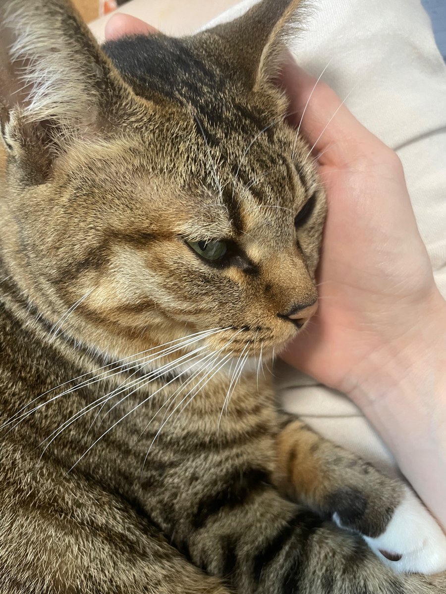 aahcfn234's tweet photo. 7才になりました😻 https://t.co/2UlYUpvZ3v