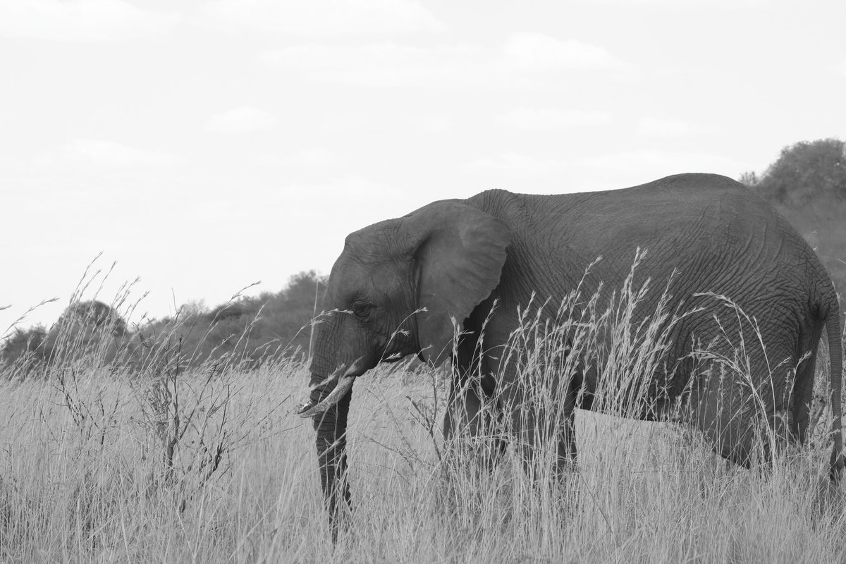 BushPlakkies's tweet image. Our visit to @PilanesbergNP was a great escape from city life.
Worth the visit for the day.
 
Canon EOS R50 | RF100-400mm F5.6-8 IS USM ISO 400 | 400 mm | f10|1/400

#Canon #CanonRSA #wildlife #wildlifephotography