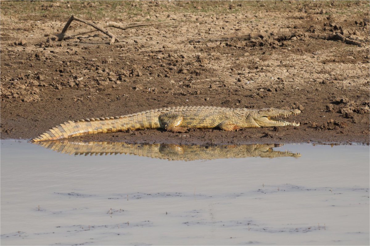 BushPlakkies's tweet image. Our visit to @PilanesbergNP was a great escape from city life.
Worth the visit for the day.
 
Canon EOS R50 | RF100-400mm F5.6-8 IS USM ISO 400 | 400 mm | f10|1/400

#Canon #CanonRSA #wildlife #wildlifephotography