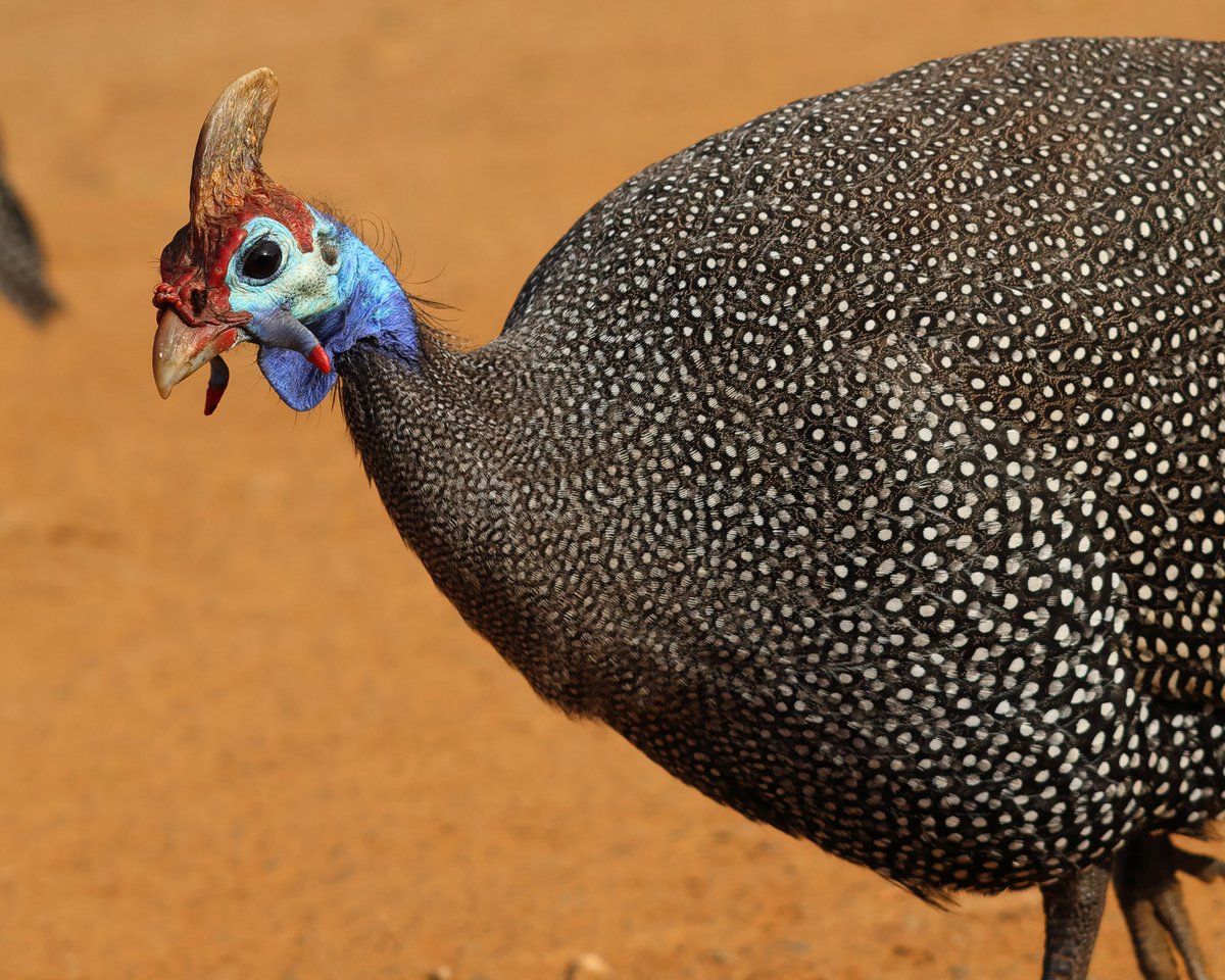 BushPlakkies's tweet image. Our visit to @PilanesbergNP was a great escape from city life.
Worth the visit for the day.
 
Canon EOS R50 | RF100-400mm F5.6-8 IS USM ISO 400 | 400 mm | f10|1/400

#Canon #CanonRSA #wildlife #wildlifephotography