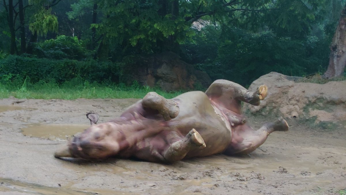 【朗報】クロサイさん、泥浴びでヘソ天披露。思ってたよりムッチムチ。【仙台市八木山動物公園】のサムネイル画像