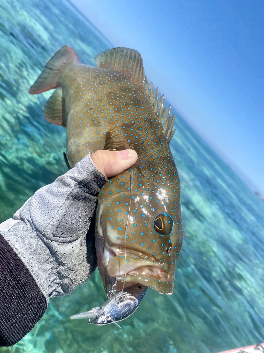 Usuke_surfside's tweet photo. 激浅リーフはワクワドキドキ❤️
#babyface
#sh60sp
#sm65s https://t.co/p6oZJDWXWu