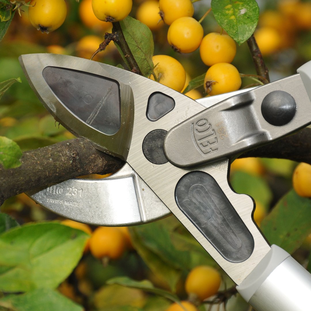 FELCO_tools's tweet image. Don't settle for less! Lightweight and comfortable, the FELCO 231 is the perfect tool for any serious gardener.  This powerful tool combines precision and strength to tackle even the toughest pruning tasks. #FELCO #FELCO231 #loppers #pruning #gardening #FELCOlovers