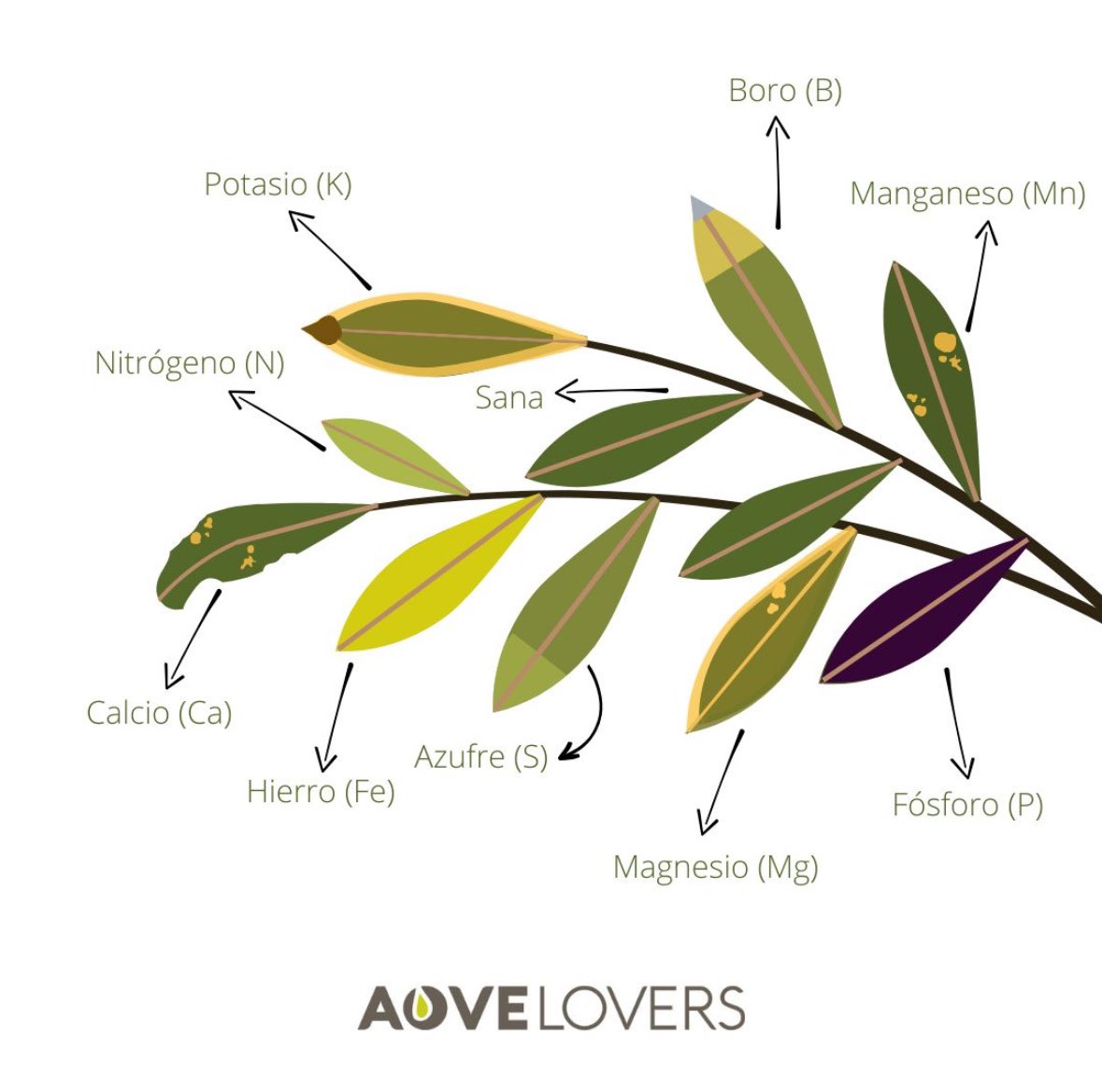 alvarosenan's tweet photo. 👀🌿 Guía visual de carencias nutricionales en #olivo | @AoveLovers https://t.co/Xj28UKGLWV