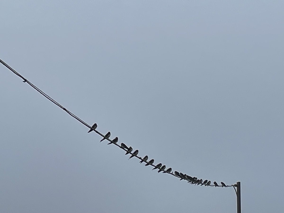 ProfMPatterson's tweet image. Swallows lining up, getting ready to fly off to a warmer climate. The end of summer… ⁦@bbcniweather⁩