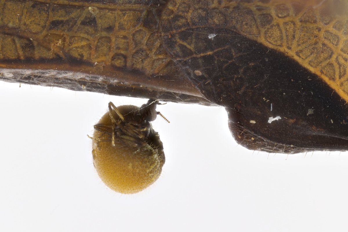 Dr Erica McAlister tweet media