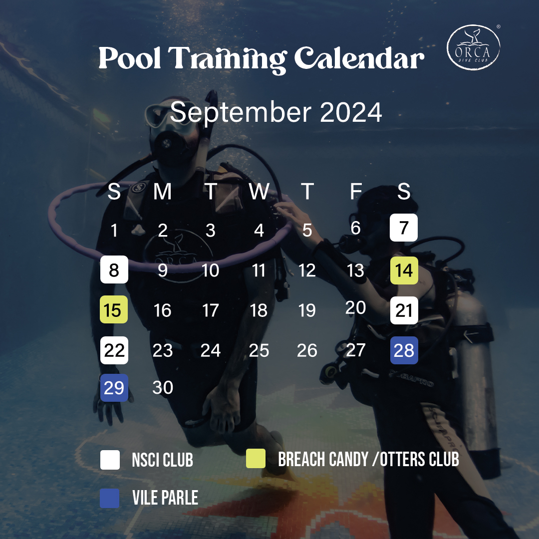 Our SCUBA diving pool training sessions for September 2024 are here! Perfect for beginners and those looking to refresh their skills.
Check the calendar, and let’s get ready to dive together!
Contact us for more info!