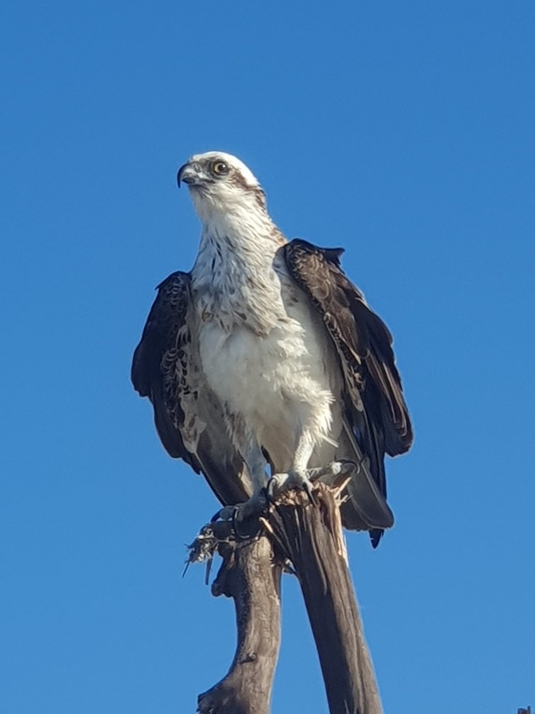 JanDickersArt's tweet image. An #osprey on an old tree on a sandbank today at #goldenbeach #caloundra #queensland #birdofprey