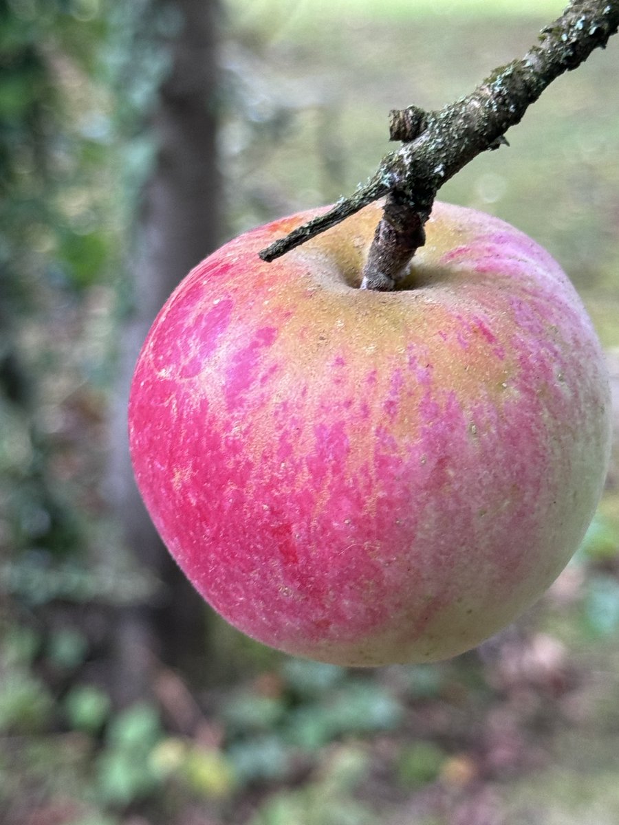 A perfect apple on this very old tree ❤️💚❤️