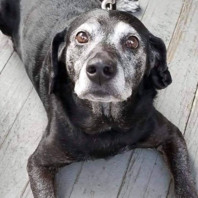 Dalbodog's tweet image. Old dogs are adorable too.