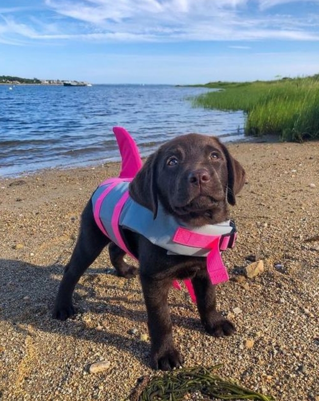 Spotted a wild Labrashark 🦈😍