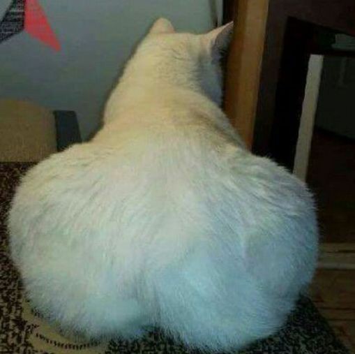 Lareim Lareim tweet media