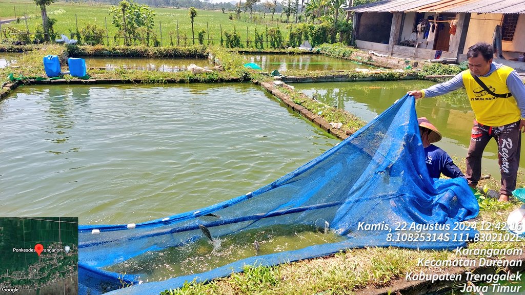 HarfinEko's tweet photo. Kamis (22/08/24), Harfin Eko Luhkan Kab.Trenggalek,
Panen parsial ikan nila milik bpk.Endri Cahyono, Pokdakan Tirto Mulyo, Ds.Karanganom Kec.Durenan, sebanyak 48kg dg hrg 23.000/kg
#GiatLuhkanSatminkalBwi #luhlapor #produksi
@bppsdm_kp
@bppsdm_puslatkp
@bppsdm_bp3bwi https://t.co/9fIJ3CIDSG