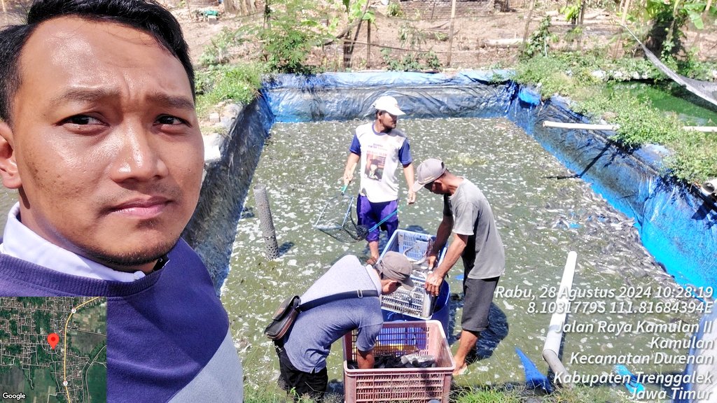 HarfinEko's tweet photo. Rabu (28/08/24), Harfin Eko Luhkan Kab.Trenggalek,
Panen ikan lele milik bpk.Masngut, Pokdakan Sinar Mas, Ds.Kamulan Kec.Durenan, sebanyak 488kg dg hrg 18.000/kg
#GiatLuhkanSatminkalBwi #luhlapor #produksi
@bppsdm_kp
@bppsdm_puslatkp
@bppsdm_bp3bwi https://t.co/S6HuqXkQop