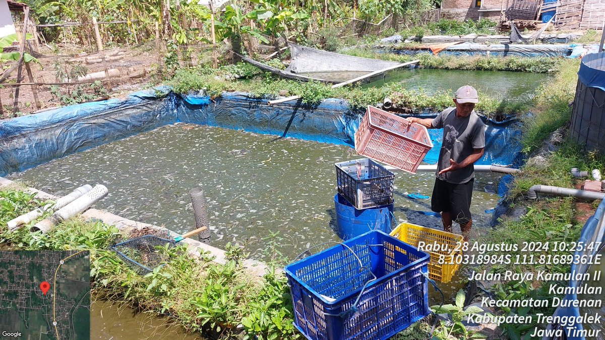 HarfinEko's tweet photo. Rabu (28/08/24), Harfin Eko Luhkan Kab.Trenggalek,
Panen ikan lele milik bpk.Masngut, Pokdakan Sinar Mas, Ds.Kamulan Kec.Durenan, sebanyak 488kg dg hrg 18.000/kg
#GiatLuhkanSatminkalBwi #luhlapor #produksi
@bppsdm_kp
@bppsdm_puslatkp
@bppsdm_bp3bwi https://t.co/S6HuqXkQop
