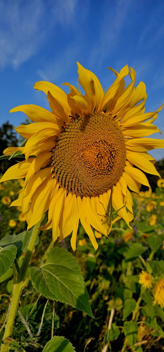 SurjaniG's tweet photo. Was gisteren,vroeg in de ochtend bij #Echt. Heel mooi weer. Zo mooi de #zonnebloemenveld 😎🌻🌻🌻☀️
#Ochtend_wandeling https://t.co/ZI7YjysRpY