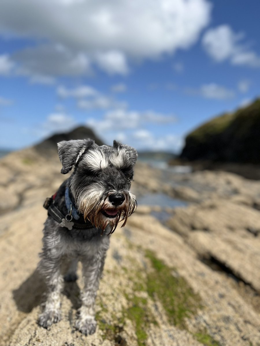 Ralph the Mini Schnauzer tweet media